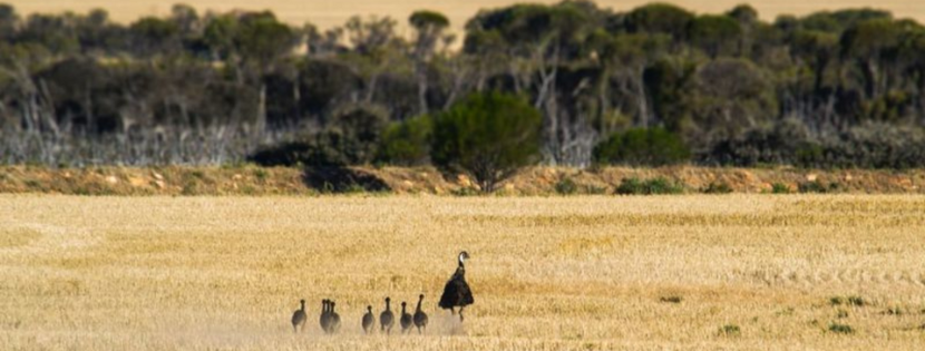 An adult emu walks through a dry, golden field followed by a group of chicks, with trees lining the horizon in the background.